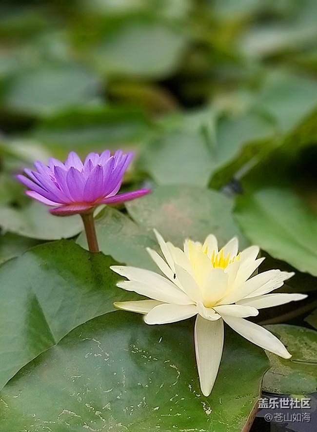 [初夏的樣子]—五月的隨拍