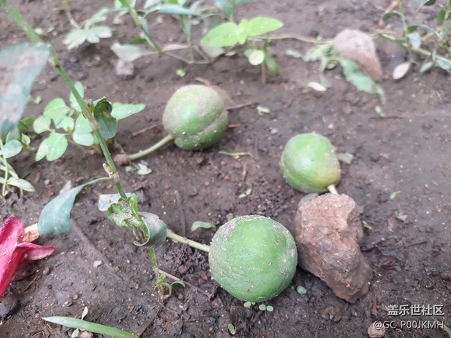 【童年記憶】小時(shí)候偷吃的