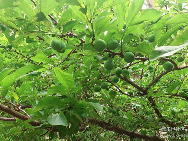 【童年記憶】小時(shí)候偷吃的