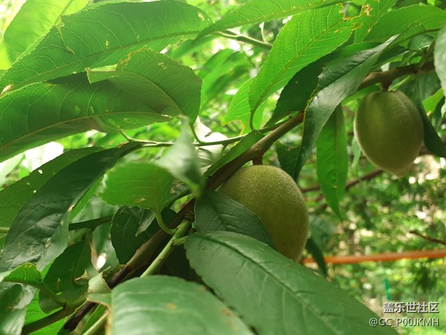 【童年記憶】小時(shí)候偷吃的