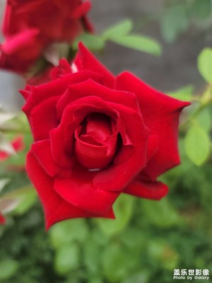 家門口的花草