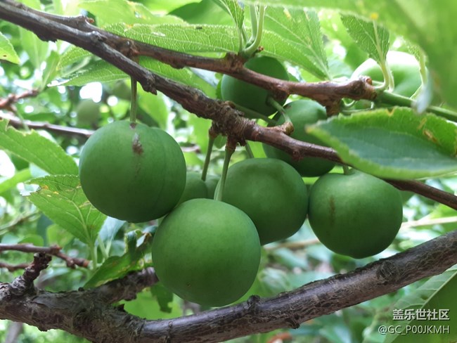 【童年記憶】小時(shí)候偷吃的