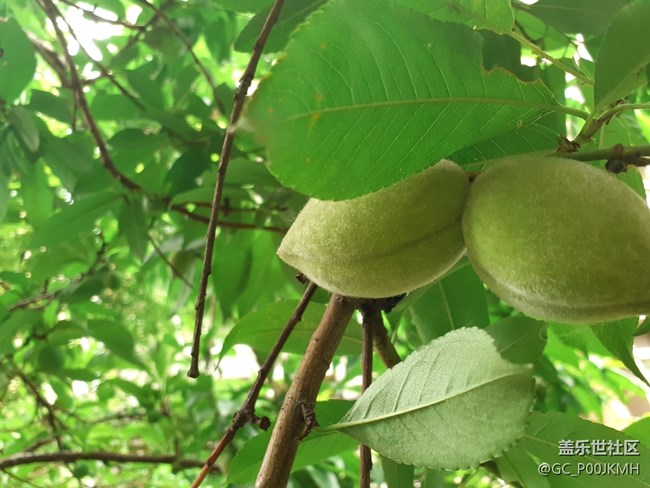 【童年記憶】小時(shí)候偷吃的