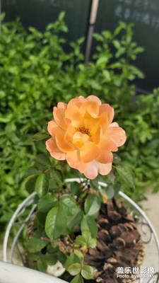 花