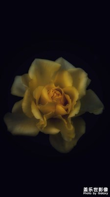 【我的夏天】時(shí)光薔薇