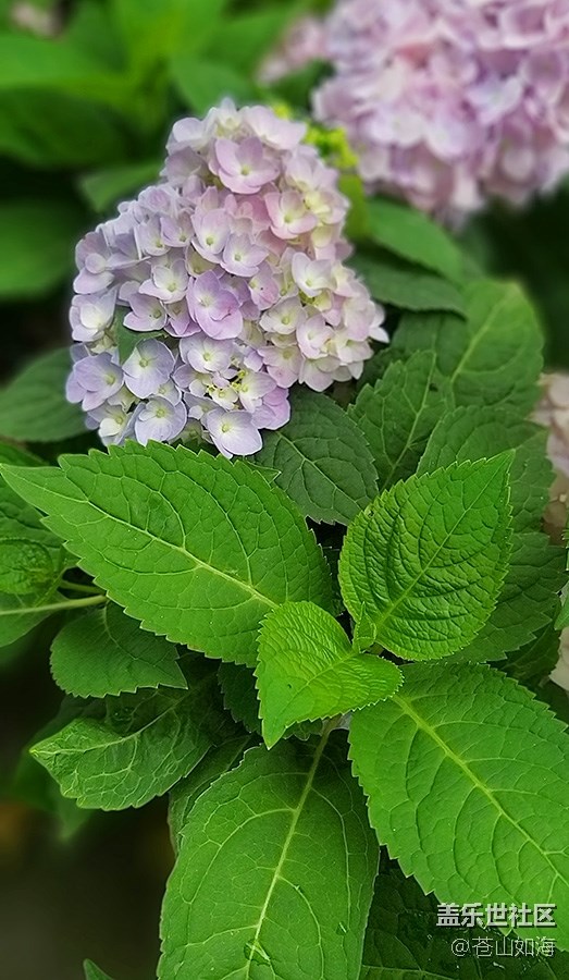 [初夏之戀]—盛開的繡球花
