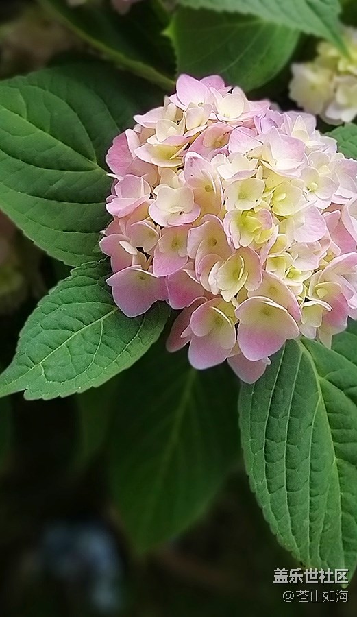 [初夏之戀]—盛開的繡球花