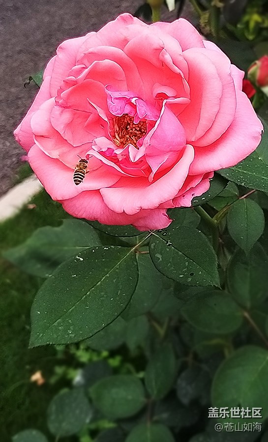[見微知著]—勤勞的小蜜蜂