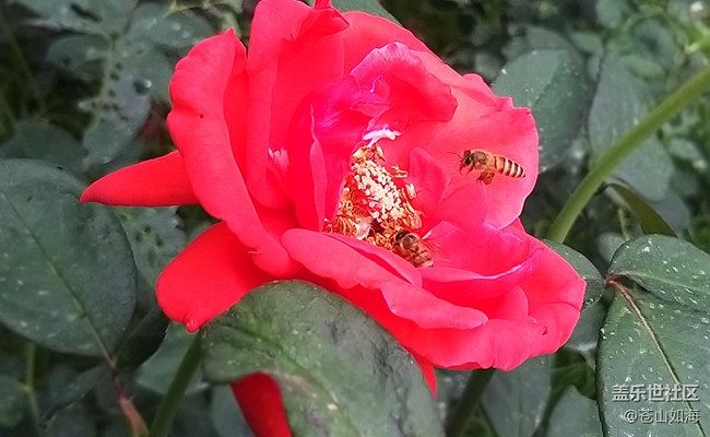 [見微知著]—勤勞的小蜜蜂
