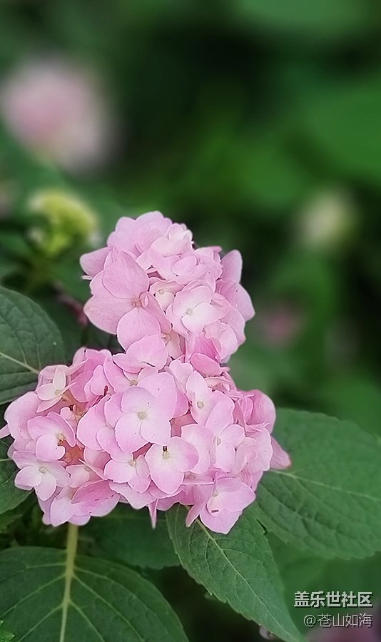 [初夏之戀]—盛開的繡球花
