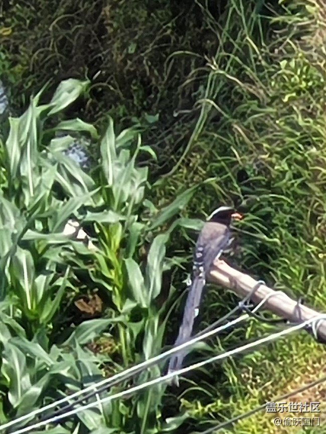 #初夏之戀——鳥兒