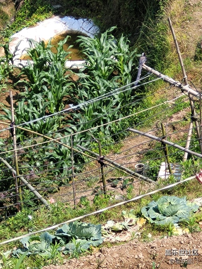 #初夏之戀——鳥兒