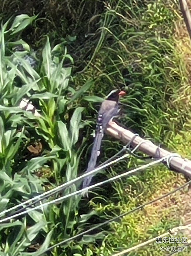 #初夏之戀——鳥兒