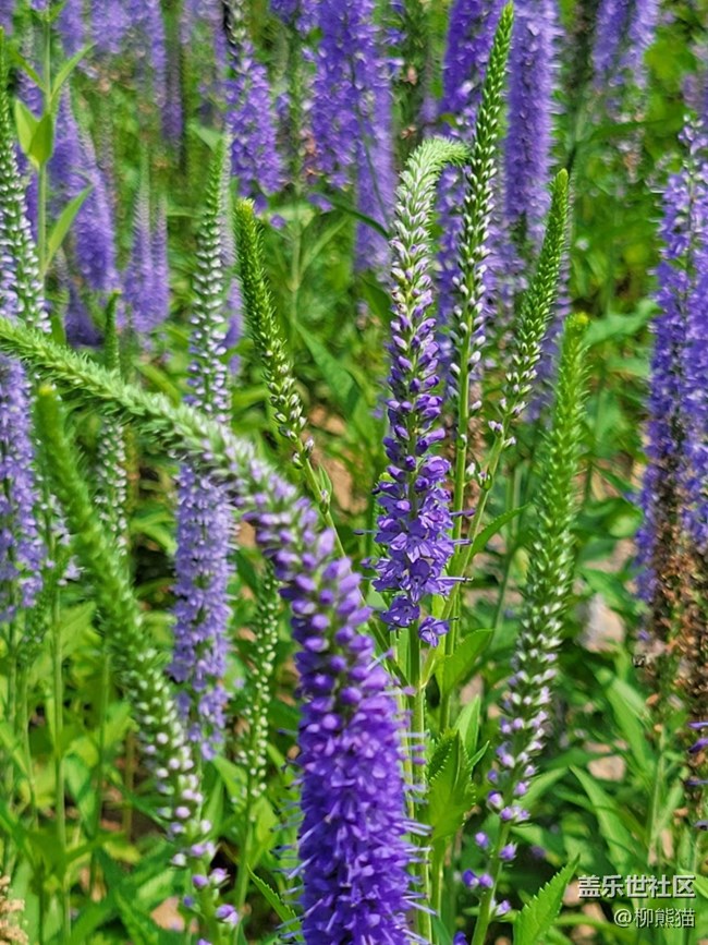 【見微知著】一些花