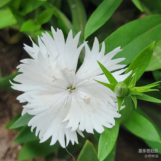 【見微知著】一些花