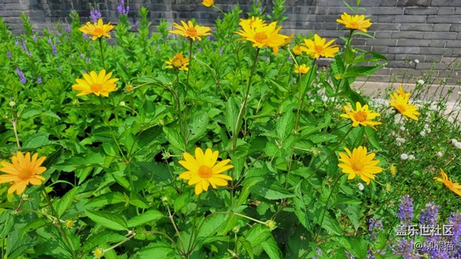 【見微知著】一些花