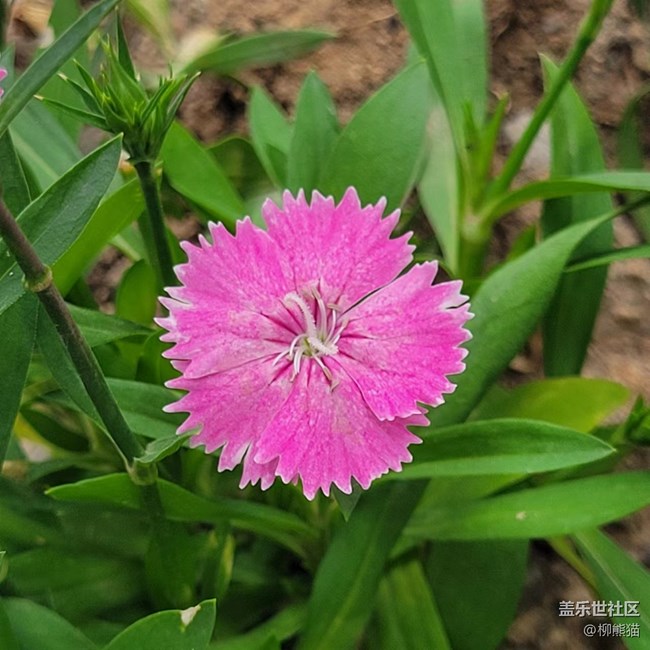 【見微知著】一些花