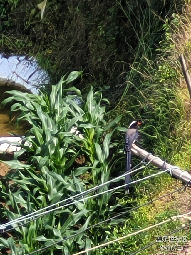 #初夏之戀——鳥兒