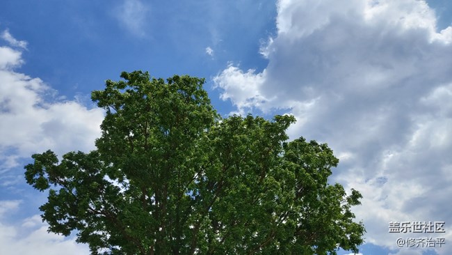 【云是世界的公民】+ 蓝天 白云 绿树 紫花