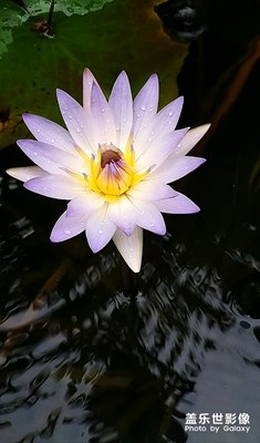 [我的夏天]—蓮花盛開