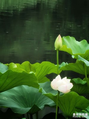 夏 雨 荷