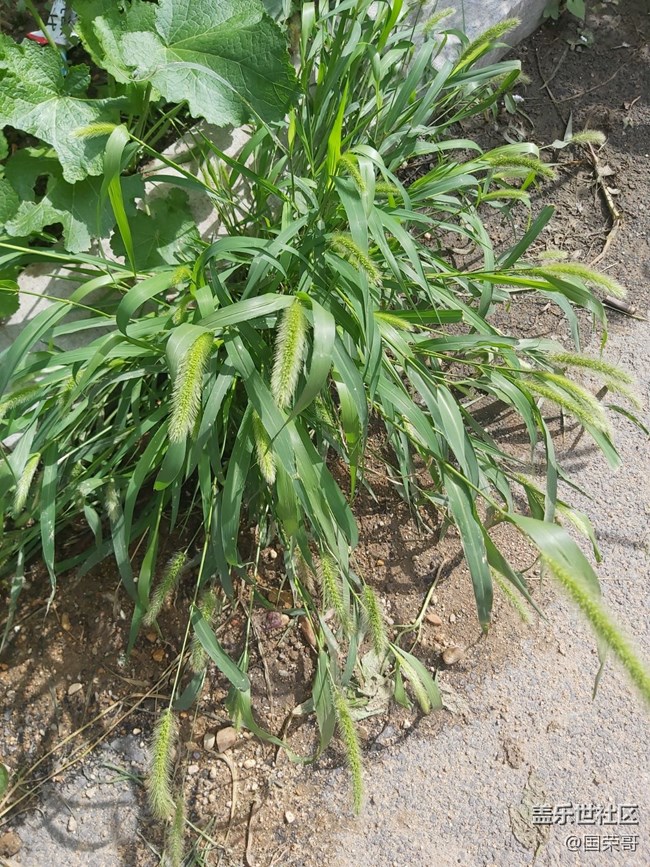 【童年記憶】那些花花草草