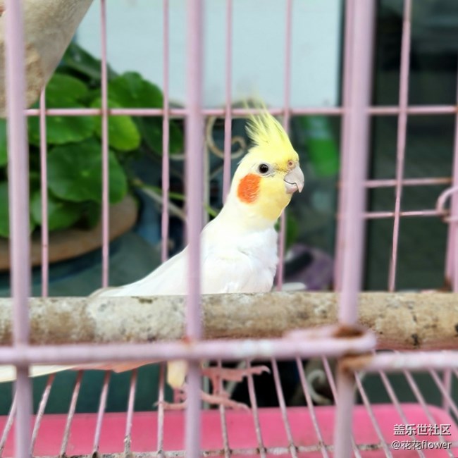 #初夏之戀——小鸚鵡