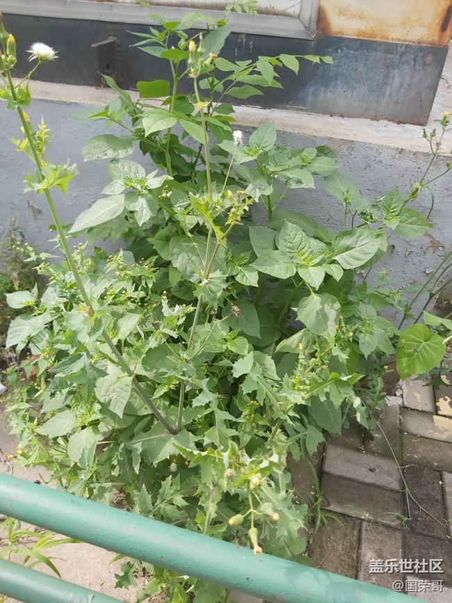 【童年記憶】那些花花草草