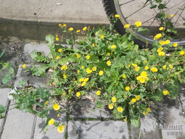 【童年記憶】那些花花草草