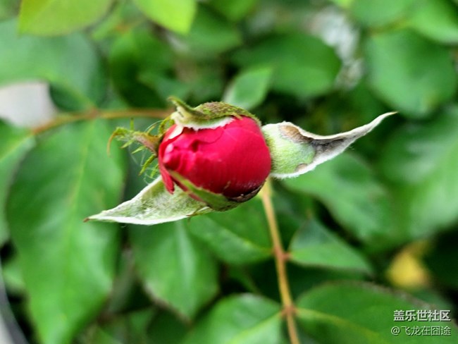 #初夏之戀——玫瑰