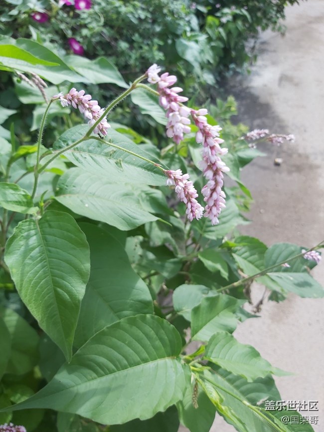 【童年記憶】那些花花草草