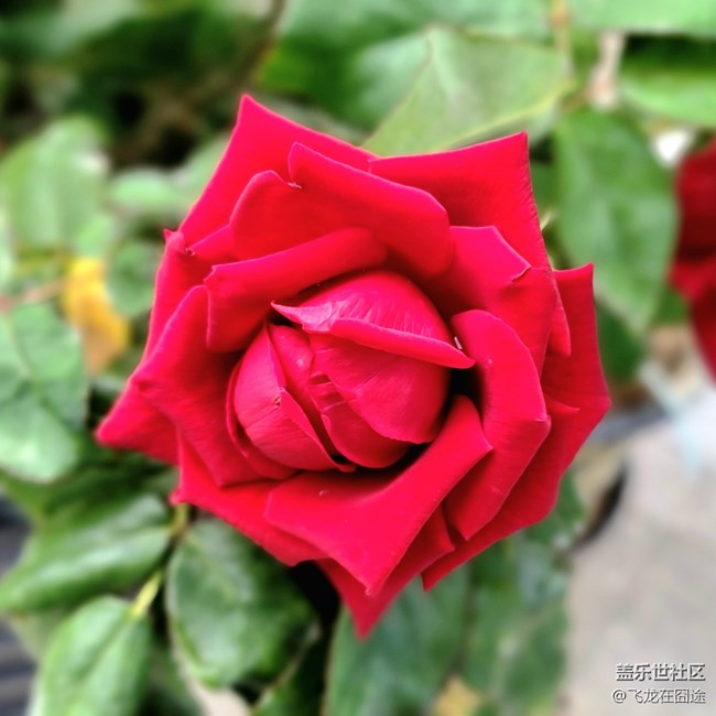 #初夏之戀——玫瑰