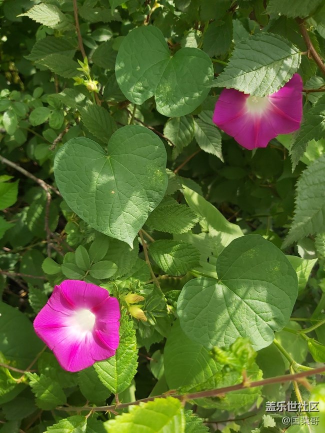 【童年記憶】那些花花草草