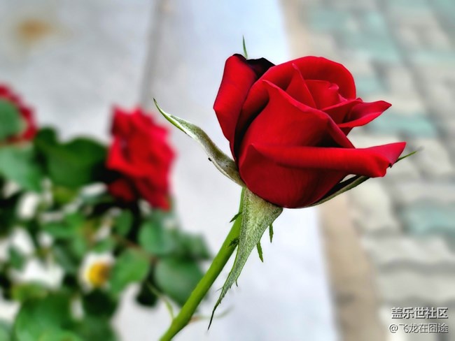 #初夏之戀——玫瑰