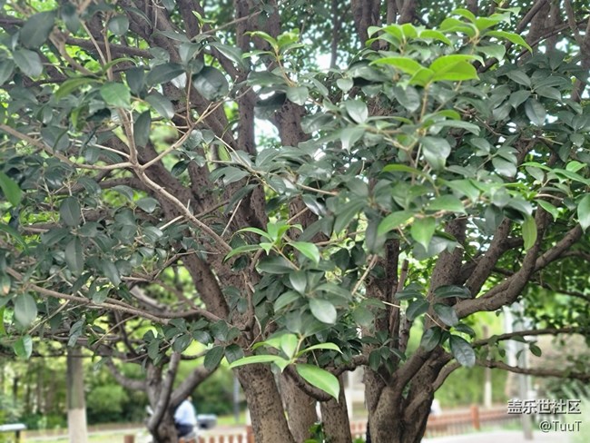 #初夏之戀——解封后