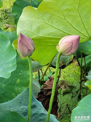 荷花宋萬里
