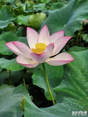 荷花，宋楊萬里