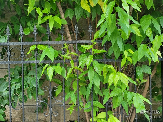 #初夏之戀——解封后