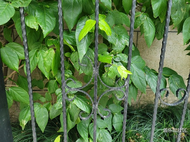 #初夏之戀——解封后