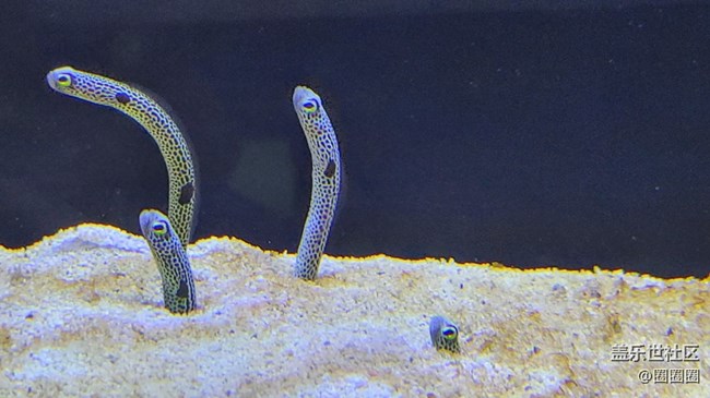 【見微知著】可愛的小精靈