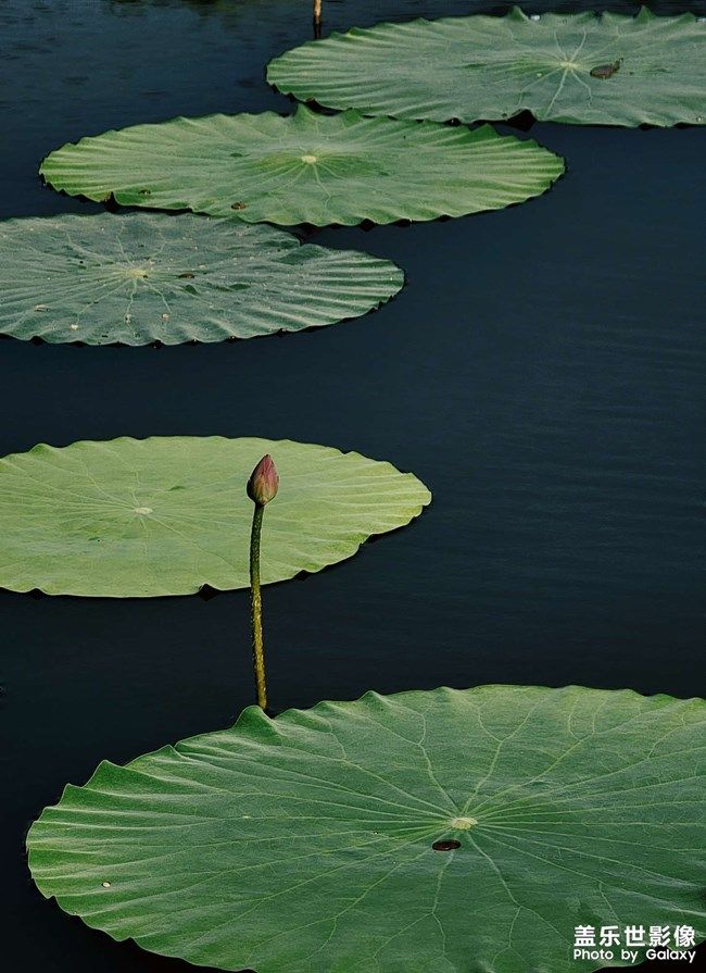 《每周星鮮事》 第110期:參與Bixby活動有機(jī)會贏取京東卡獎勵 《每周星鮮事》 第110期:參與Bixby活動有機(jī)會贏取京東卡獎勵