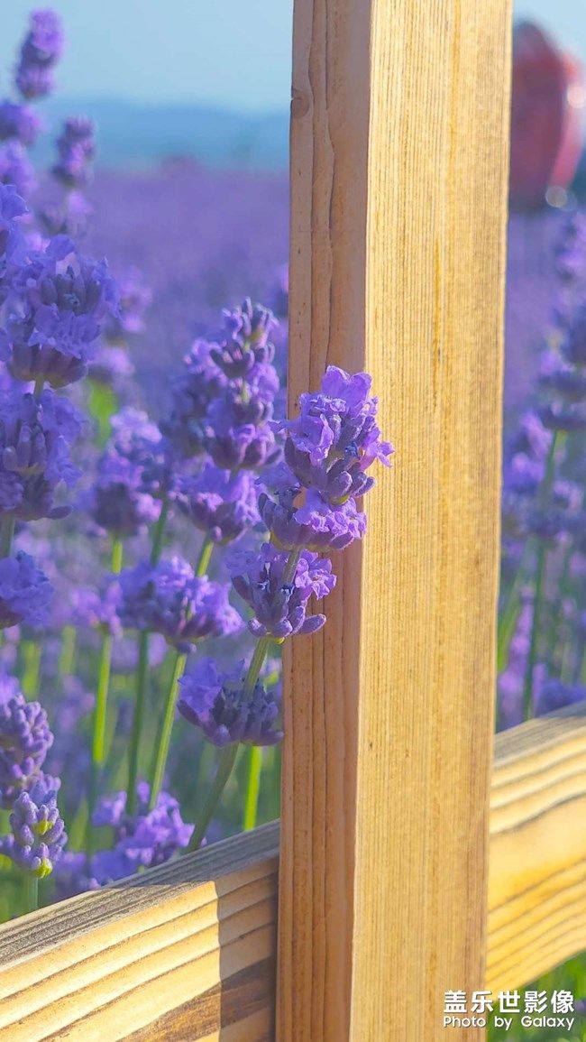 《每周星鮮事》 第110期 《每周星鮮事》 第110期