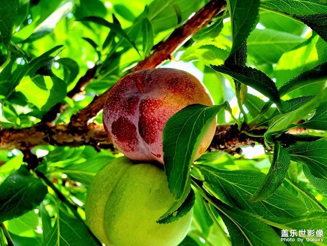 《每周星鮮事》 第110期 《每周星鮮事》 第110期