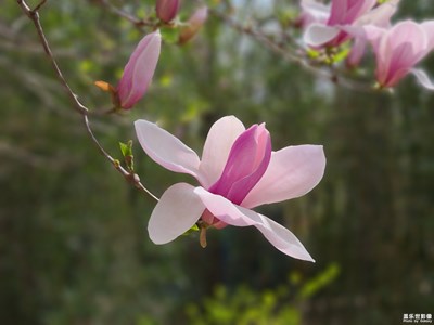 玉蘭
