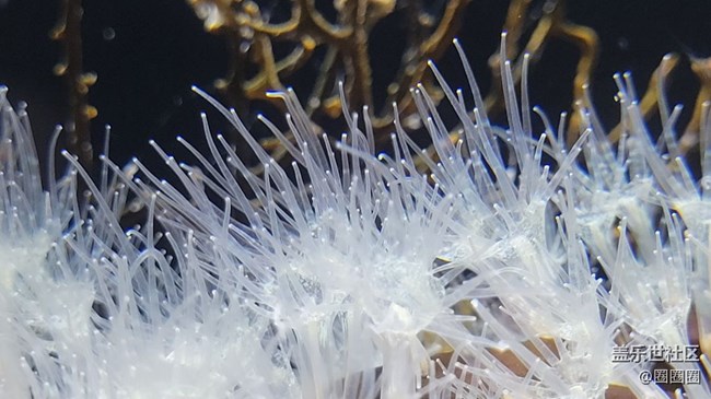 【見微知著】可愛的小精靈