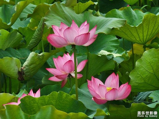 《每周星鮮事》 第110期 《每周星鮮事》 第110期