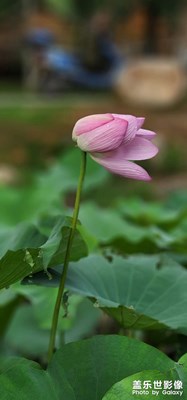 雨后……
