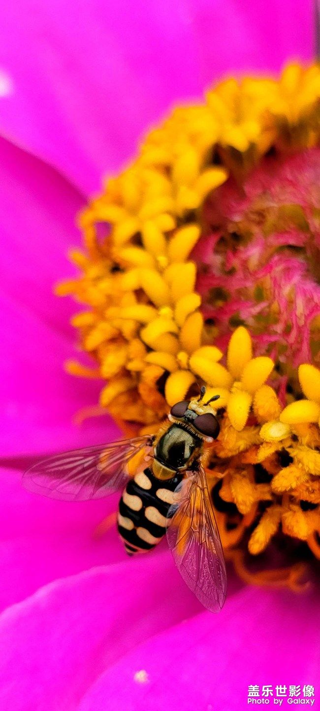 《每周星鮮事》 第110期:參與Bixby活動有機(jī)會贏取京東卡獎勵 《每周星鮮事》 第110期:參與Bixby活動有機(jī)會贏取京東卡獎勵