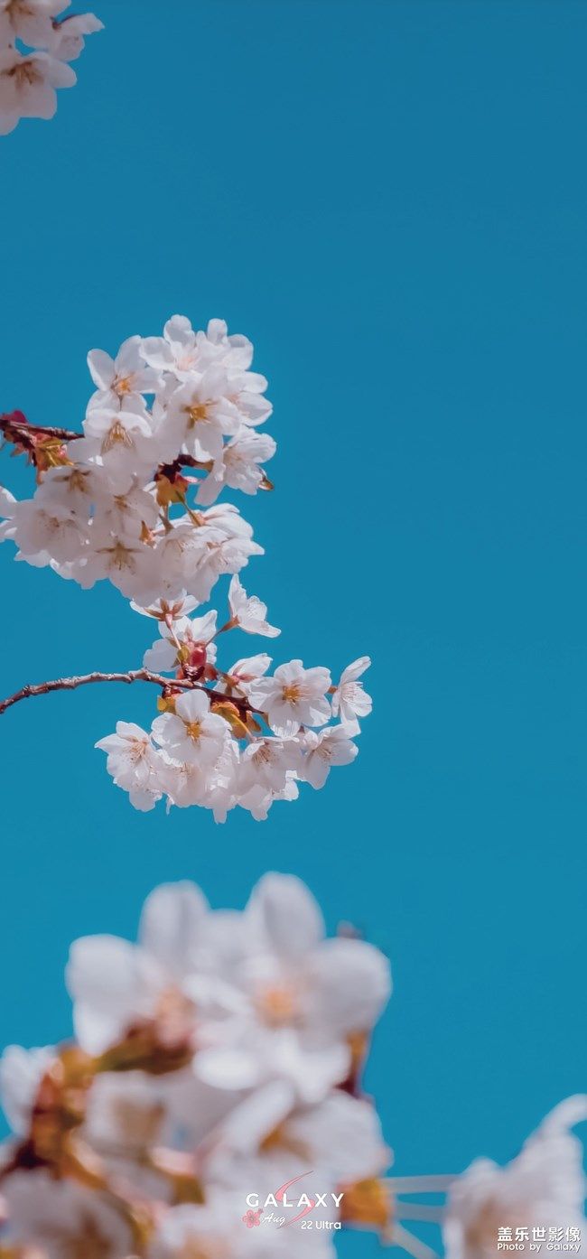 《每周星鮮事》 第110期:參與Bixby活動有機(jī)會贏取京東卡獎勵 《每周星鮮事》 第110期:參與Bixby活動有機(jī)會贏取京東卡獎勵