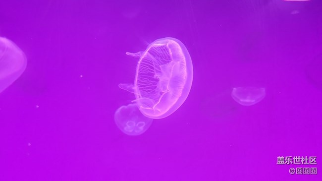 【見微知著】可愛的小精靈